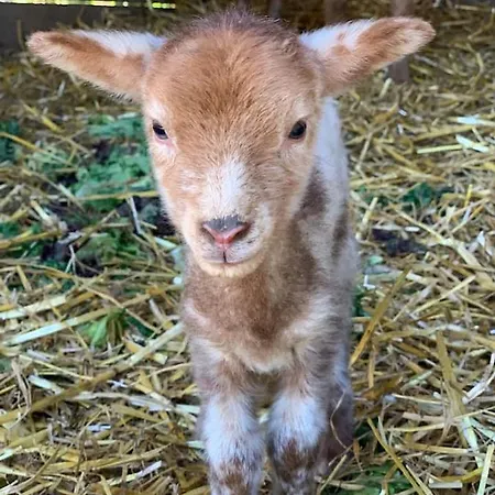 Alojamento de Turismo Rural Little Farm Comfort&prestigehouse