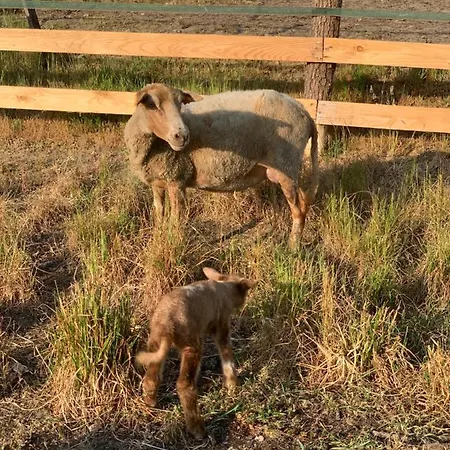 Alojamento de Turismo Rural Little Farm Comfort&prestigehouse