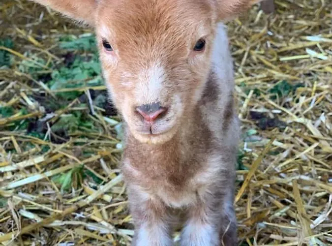 Séjour à la ferme Little Farm Comfort&prestigehouse