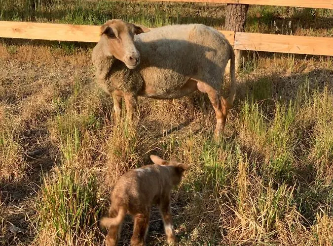 Alloggio per agriturismo Little Farm Comfort&prestigehouse